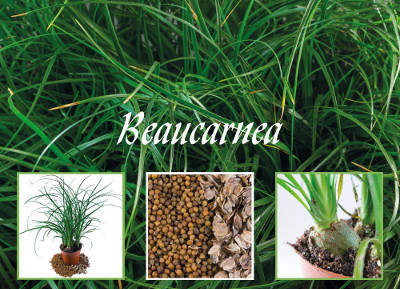 Beaucarnea