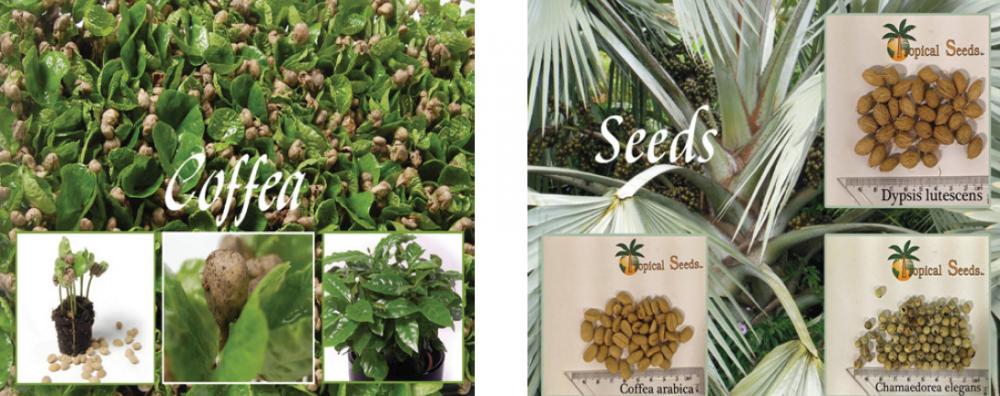 Aardam and Tropical Seeds A good start is half the work