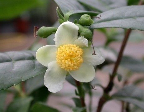 tea plant flower white