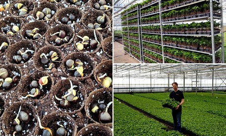 shipping tea plant seeds