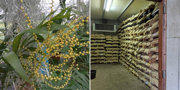 On the left the flowers on the plant, on the right seeds in the refrigerator