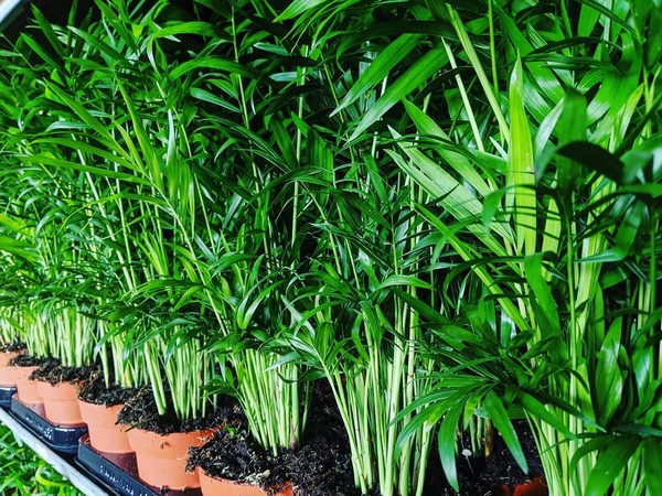 dwarf palm chamaedorea elegans