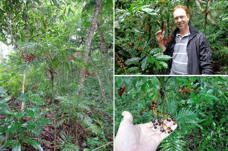 Op Chamaedorea jacht in de bossen van Mexico