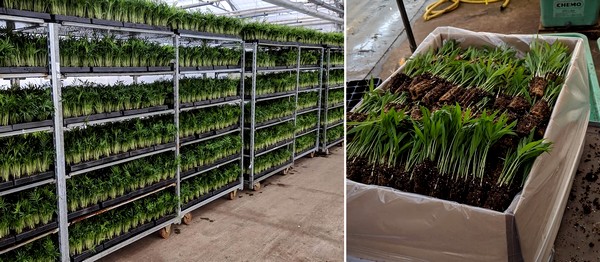 plants standing ready for shipment to customers worldwide.