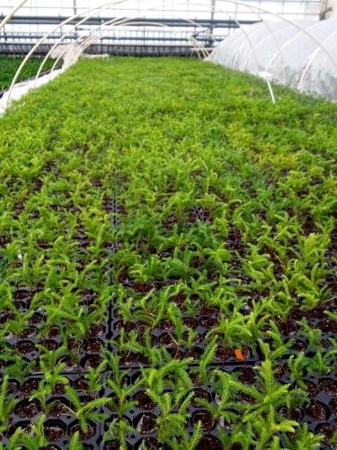 Araucaria heterophylla PLANTS