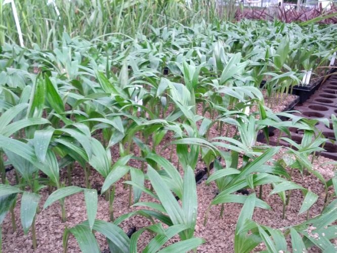 Archontophoenix alexandrae PLANTS