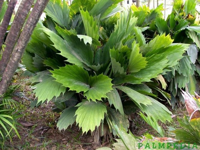 Arenga hookeriana PLANTS