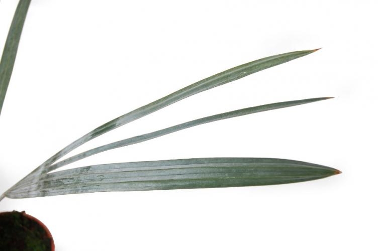 Bismarckia nobilis PLANTS