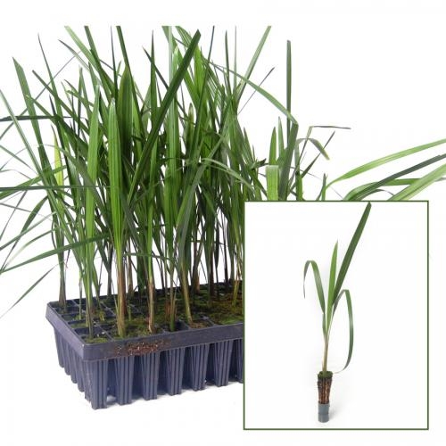 Butia capitata PLANTS