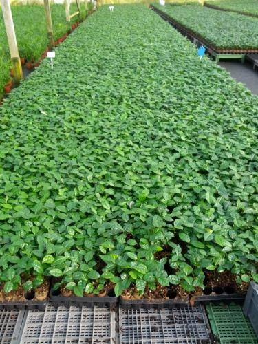 Camellia sinensis PLANTS