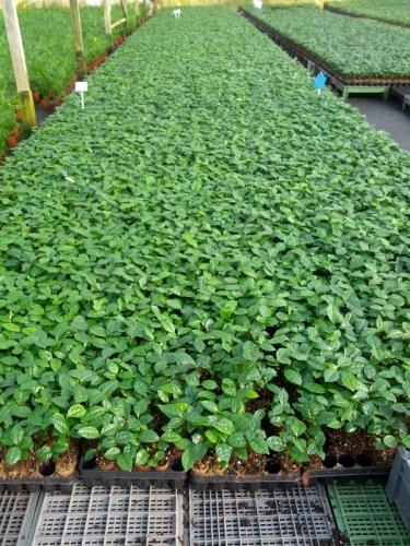Camellia sinensis Tea PLANTS