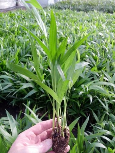 Chamaedorea microspadix PLANTS