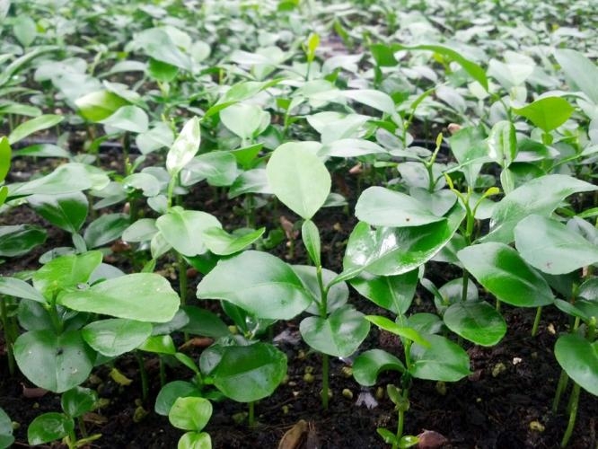 Citrus Hystrix PLANTS