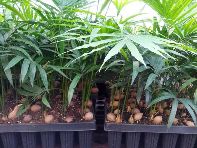 Cycas media PLANTS