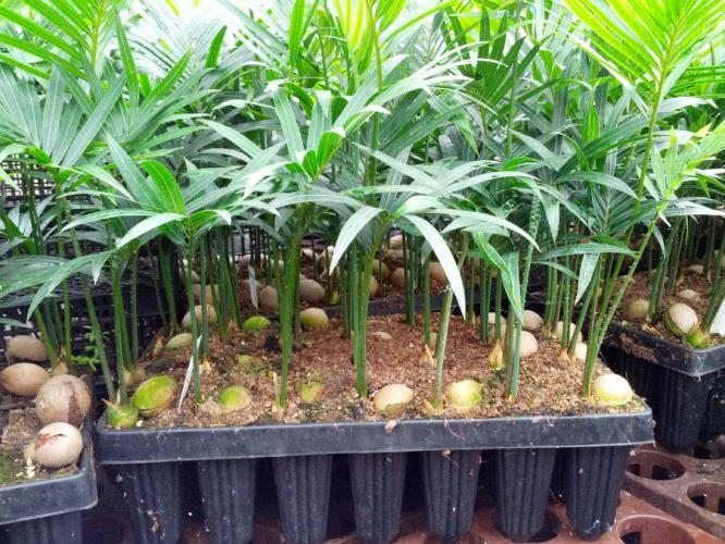 Cycas thouarsii PLANTS