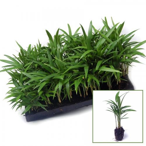 Cyrtostachys lakka PLANTS