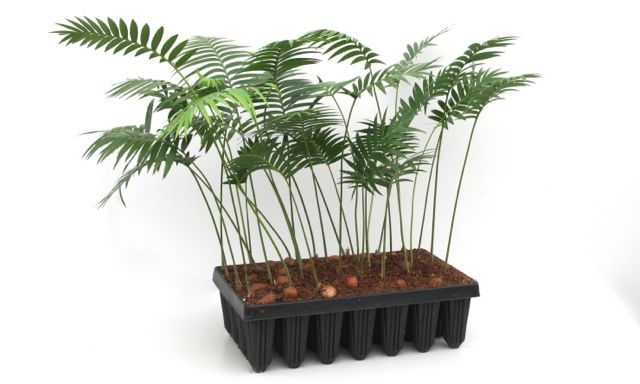 Dioon spinulosum PLANTS