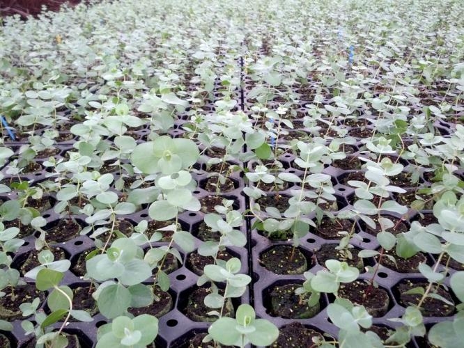 Eucalyptus PLANTS