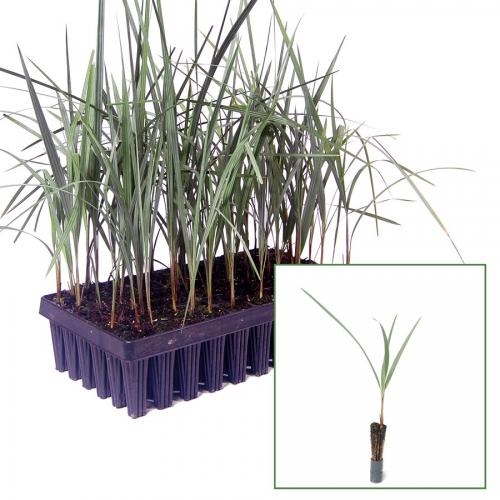 Jubaea chilensis PLANTS