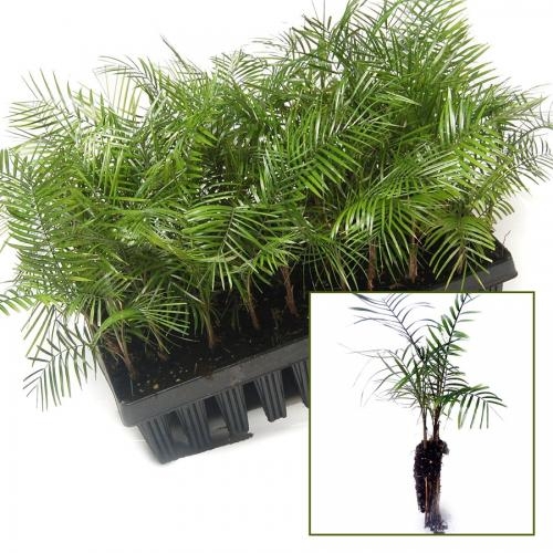 Lytocaryum weddelianum PLANTS
