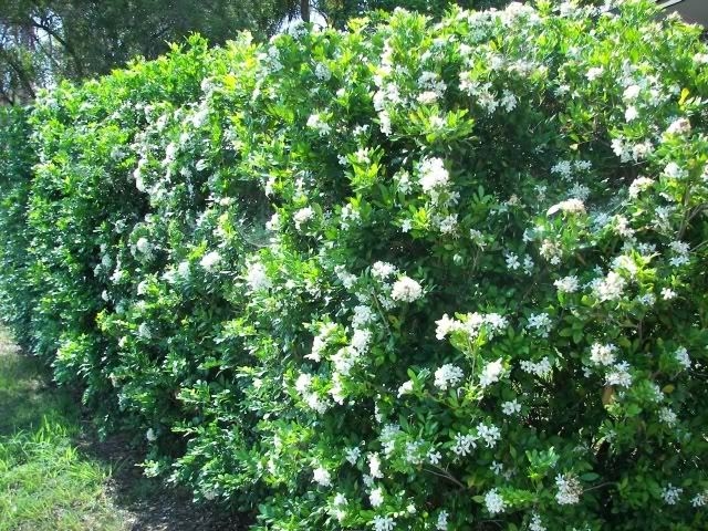 Murraya paniculata PLANTS