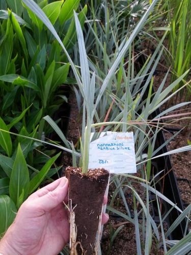 Nannorrhops arabica (Silver) PLANTS
