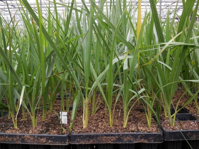 Nannorrhops ritchiana green PLANTS