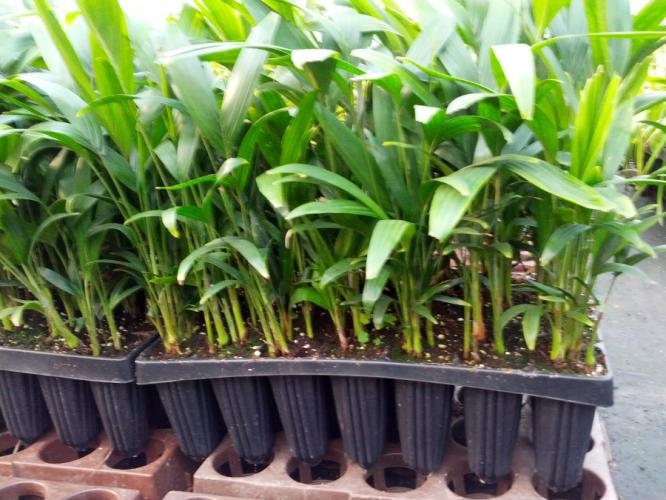 Pthychosperma macarthurii PLANTS