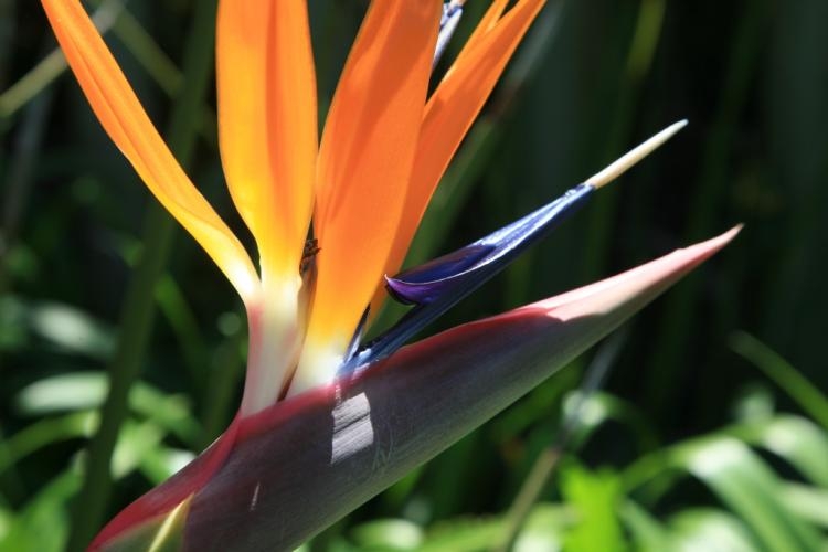 Strelitzia juncea PLANTS