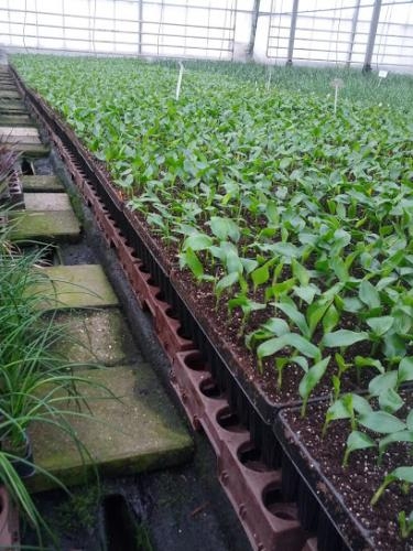 Strelitzia reginae PLANTS