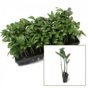 Chamaedorea metallica