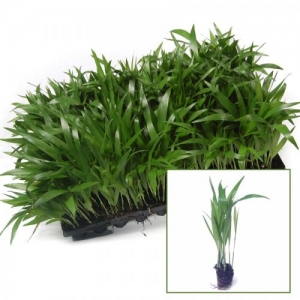 Chamaedorea seifrizii