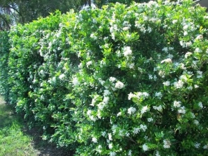 Murraya paniculata