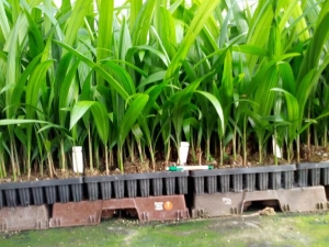 Syagrus romanzoffiana