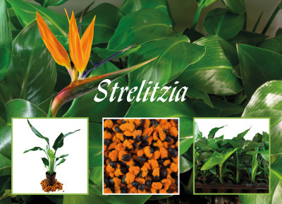 Strelitzia nicolai